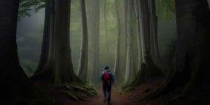 forestbathing